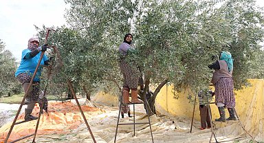 Aydın'da zeytin hasadı başladı