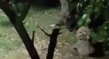 Ayı elma ziyafetine çıktı, ev sahibinin sözleri güldürdü