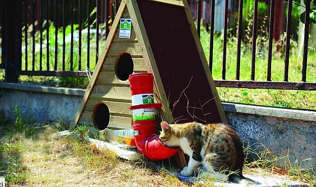 Bahçelievler Belediyesi, sokak hayvanlarına 28 bin 600 poliklinik hizmeti verdi