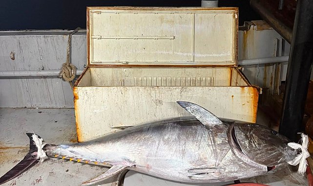Balıkçılar Saros Körfezi'nde 175 kiloluk orkinos yakaladı