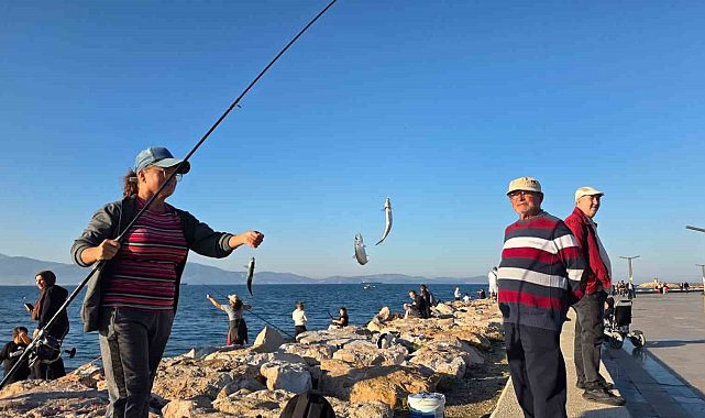 Bandırma sahilinde tırsi bereketi, kovalar kısa sürede doldu
