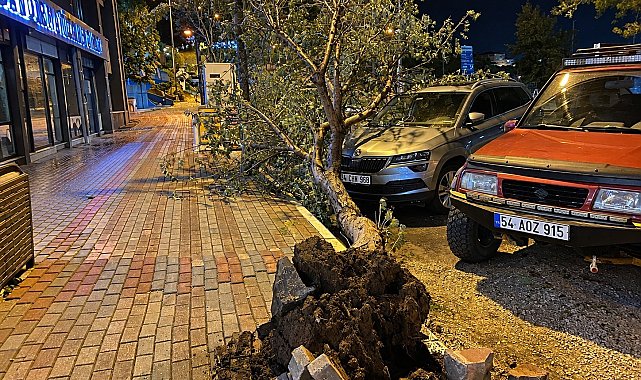 Bandırma'da fırtınada kökünden sökülen ağaç aracın üzerine devrildi