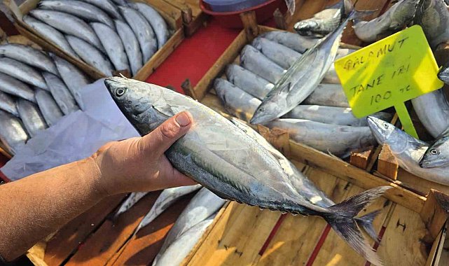 Bandırma'da palamut 100 liraya düştü