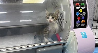 Bandırma'da şiddet gören yavru kedi tedavi altına alındı