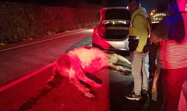 Bartın'da otomobil büyükbaş hayvana çarptı: 1 yaralı