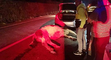 Bartın'da otomobil büyükbaş hayvana çarptı: 1 yaralı
