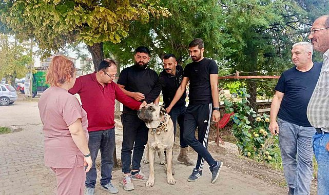 Başmakçı'da evcil hayvanlar kimliklendiriliyor