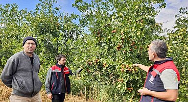 Başmakçı'da hünnap üretimi tarımsal çeşitliliğe katkı sağlıyor