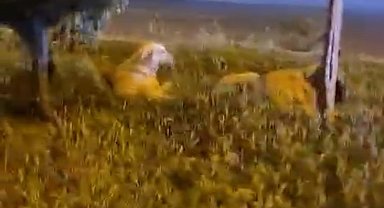 Batman "Köpekler saldırmıyor" deyip video çekerken derken köpeklerin saldırısına uğradı