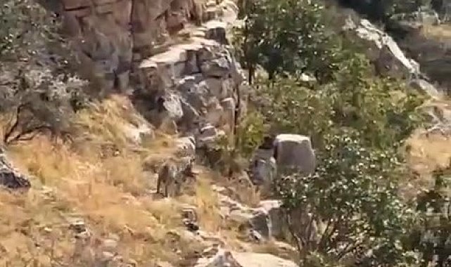 Batman'da nesli tehlike altında bulunan çizgili sırtlan görüntülendi