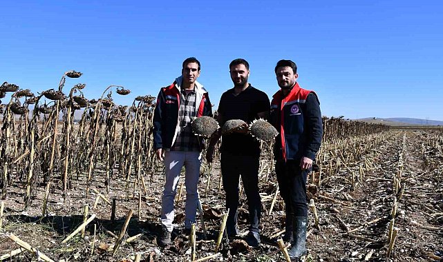 Bayburt'ta ayçiçeği tarlalarında hasat kontrolleri yapıldı