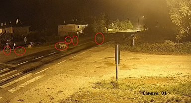 Bayburt'ta köye inen kurt sürüsü kameraya yansıdı