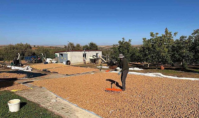 Beyşehir'de ceviz mesaisi hızlandı
