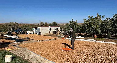 Beyşehir'de ceviz mesaisi hızlandı