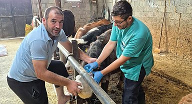 Beyşehir'de şap aşısı mesaisi sürüyor