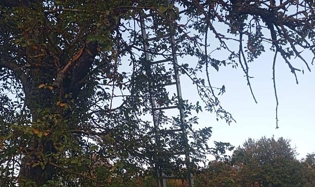 Bilecik'te ağaçtan düşen adam hayatını kaybetti