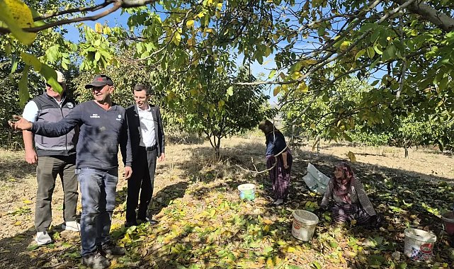 Bilecik'te ceviz hasadı heyecanı