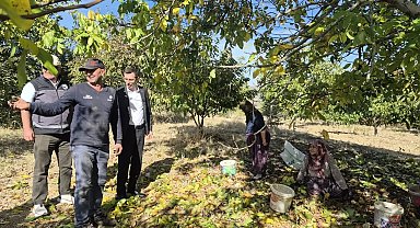 Bilecik'te ceviz hasadı heyecanı