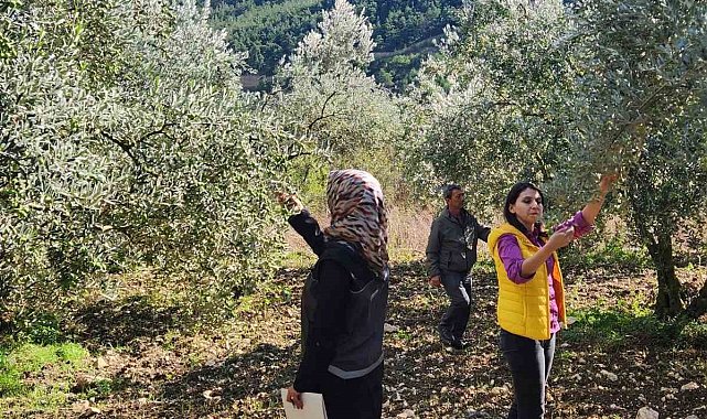 Bilecik'te zeytin ve zeytinyağı rekoltesi için saha çalışması