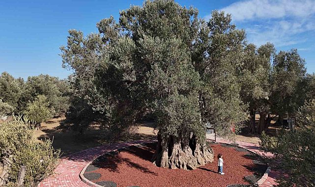 Bin yıllık zeytin ağacından hasat yapıldı, elde edilen yağ anında tadıldı