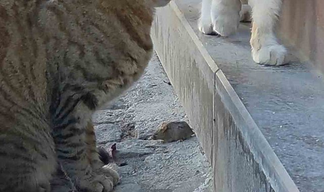 Bir kedi, fareyi diğer kediden korudu