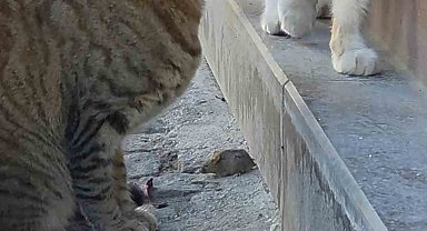 Bir kedi, fareyi diğer kediden korudu