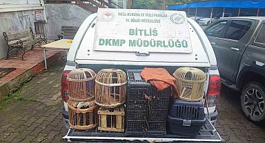 Bitlis'te kaçak avlanmış canlı keklikler doğaya salındı