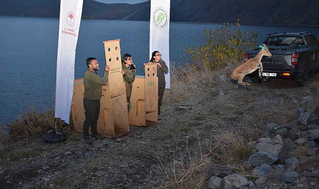 Bitlis'te yaban hayvanları doğal yaşam alanlarına kavuştu