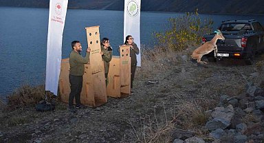 Bitlis'te yaban hayvanları doğal yaşam alanlarına kavuştu