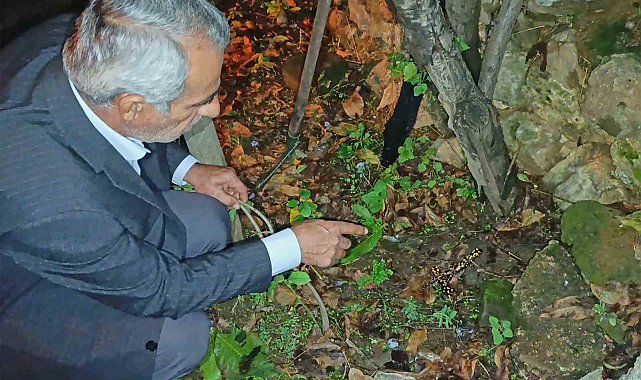 Bitlis'teki bir bahçede üç benekli semender görüntülendi