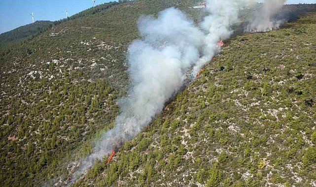 Bodrum'da orman yangını çıktı