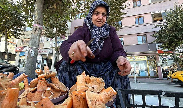 Bolu'da ormandan kova kova topluyor, pazarda kilosunu 600 liradan satıyor