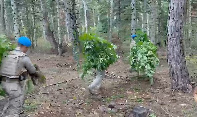 Bolu'da ormanlık alanda 288 kök kenevir ele geçirildi: 1 tutuklama