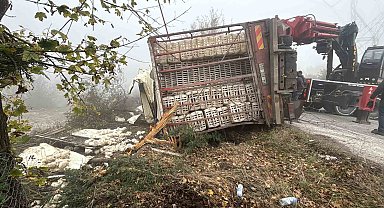 Bolu'da virajı alamayan kamyon devrildi: Onlarca tavuk telef oldu