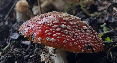 Bu mantara dikkat! 6 saatte etkisini gösteriyor