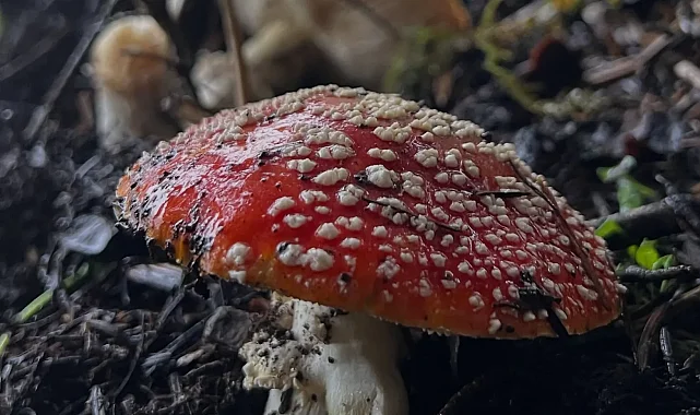 Bu mantara dikkat! 6 saatte etkisini gösteriyor