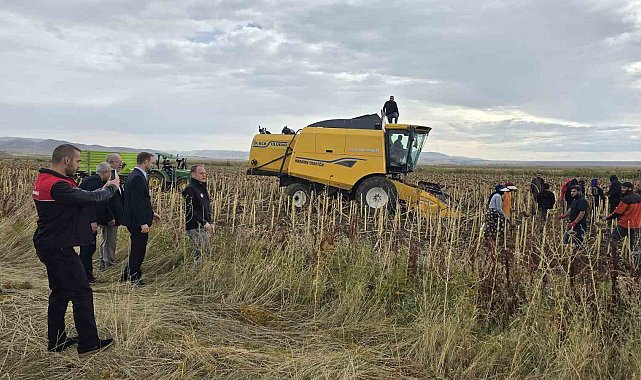 Bulanık'ta çerezlik ayçiçeği hasadı yapıldı