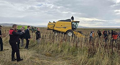 Bulanık'ta çerezlik ayçiçeği hasadı yapıldı