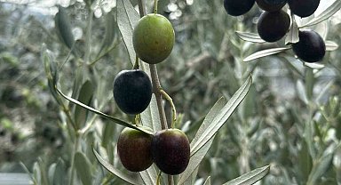 Bursa'da bu sezon 165 bin ton sofralık, 125 bin ton yağlık zeytin bekleniyor
