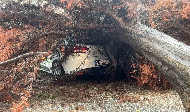 Bursa'da sağanak yağış ağacı devirdi, otomobilin üzerine düştü