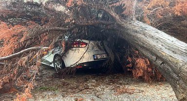 Bursa'da sağanak yağış ağacı devirdi, otomobilin üzerine düştü