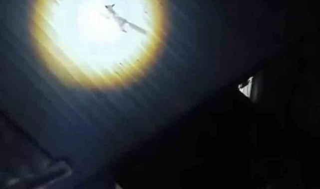 Bursa'da yolunu şaşıran tilki evin çatısına çıktı