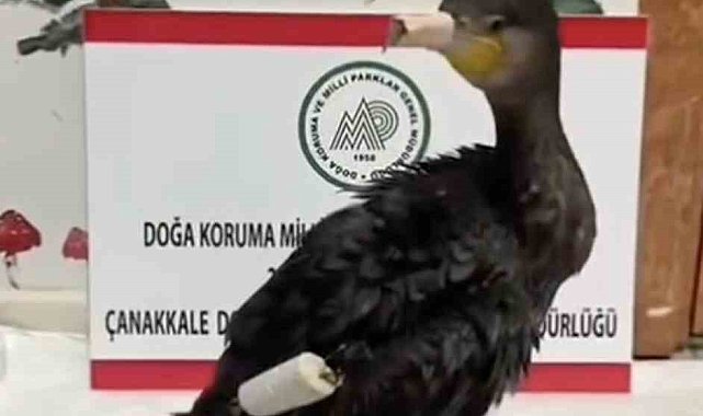 Çanakkale'de olta misinasıyla yaralanan karabatak sağlığına kavuştu