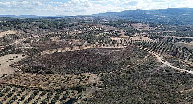 Çanakkale'de yanan ormanlar küllerinden doğuyor