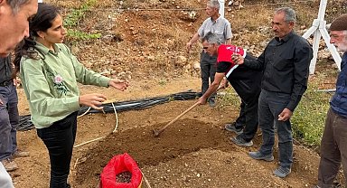 Çelikhan'da 10 üreticiye 90 kilogram salep yumrusu dağıtıldı