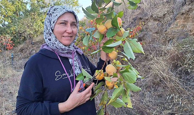 Cennet Hurması Sarıgöl'de cipse dönüşüyor