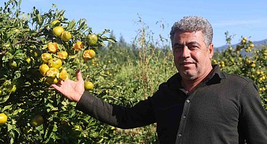 Ceviz büyüklüğündeki dolu, hasadına gün sayılan erkenci mandalinayı vurdu