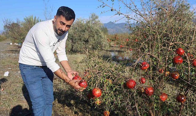 Ceviz büyüklüğündeki dolu, ihracata hazırlanan 100 dönümlük arazideki tonlarca narı vurdu