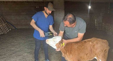 Cizre'de büyükbaş hayvanlara küpeleme ve aşılama çalışması