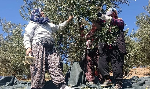 Coğrafi işaretli Domat zeytininde hasat başladı